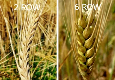 Difference between 2 Row and 6 Row Barley - Enjoy 