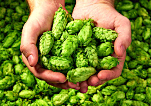Important Role of Hops in Brewing Beer - Enjoy FRI